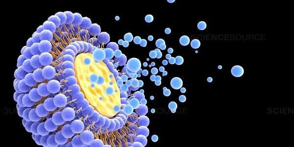 what are liposomes